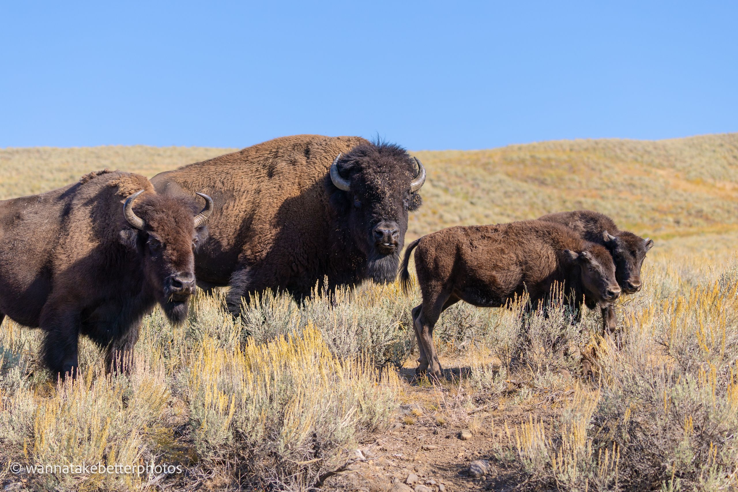 Four bison, two larger and two smaller, standing among golden grasses and sagebrush beneath a clear blue sky