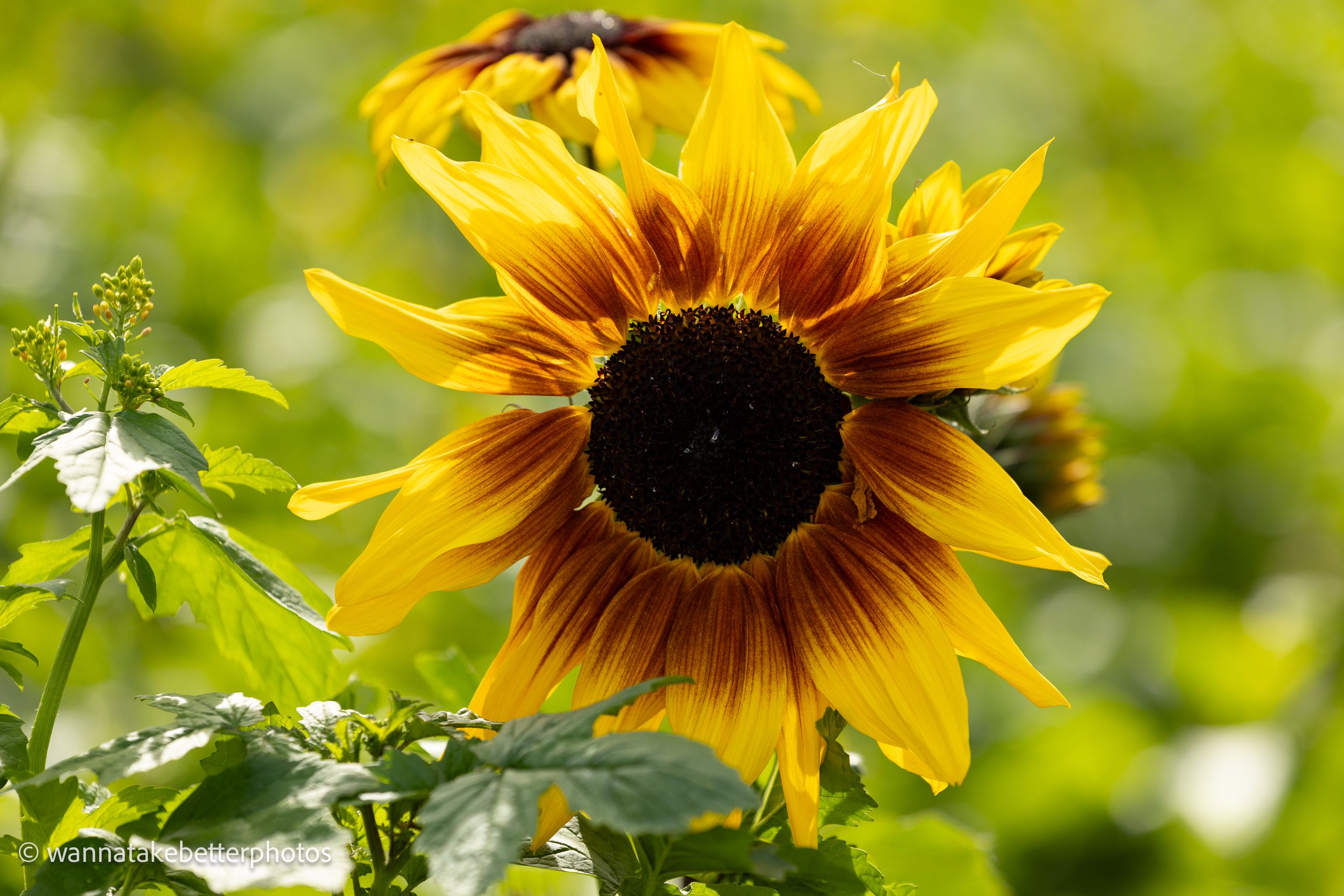 Sunlit sunflower with yellow and rust-colored petals around a dark center, surrounded by green leaves and a softly blurred green background